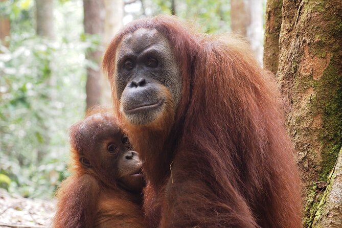 2-Day Jungle Trekking & Rafting in North Sumatra - A second morning in the national park