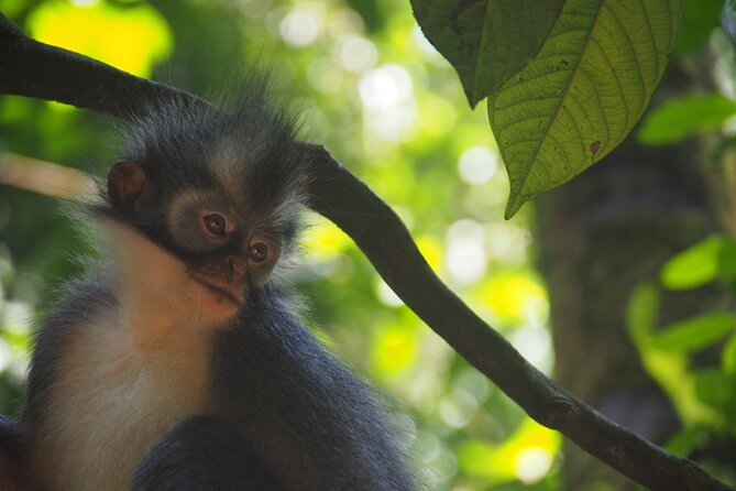 2-Day Jungle Trekking & Rafting in North Sumatra - Rafting back to Bukit Lawang