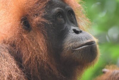 3 Days Orangutan Sumatra Jungle Trekking with Rafting