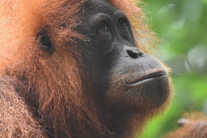 3 Days Orangutan Sumatra Jungle Trekking with Rafting - Two nights at riverside jungle camps