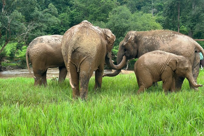 4 in 1 Elephants Long Neck Rafting and Sticky Waterfall Tour - Four reasons this Chiang Mai day works