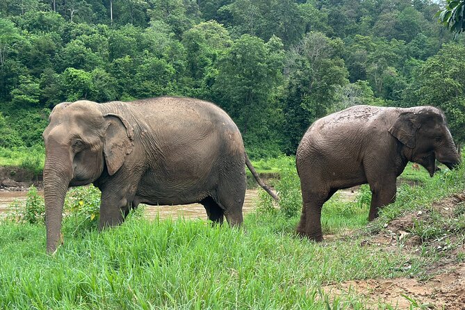 4 in 1 Elephants Long Neck Rafting and Sticky Waterfall Tour - One long day, four very different experiences