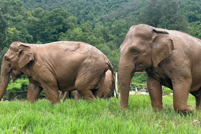 4 in 1 Elephants Long Neck Rafting and Sticky Waterfall Tour - Meeting elephants without a ride