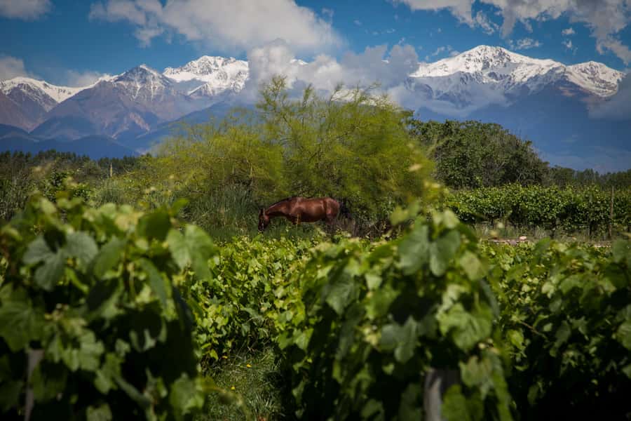 Adventure & Flavor: Breakfast, Rafting & Asado in Mendoza - What to confirm before you book