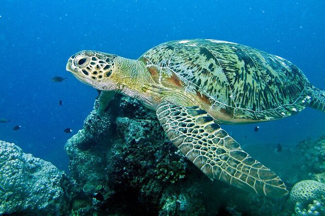 Adventure Rafting - Mooloolaba Turtle Tour - Who will enjoy this ride most