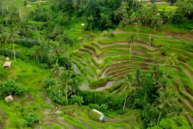 Ayung River Rafting and Kintamani Volcano Trip - Tegalalang’s rice terraces