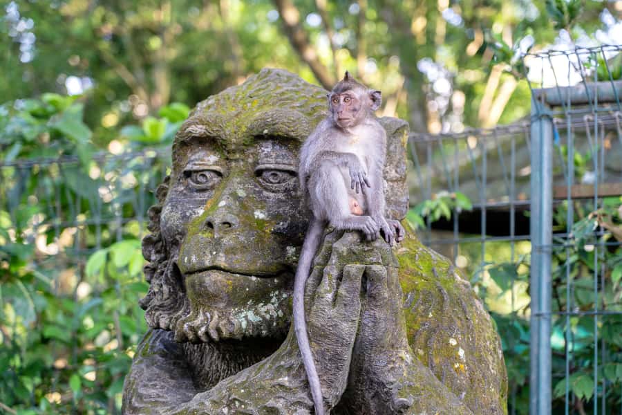 Bali: ATV, Water Rafting, and Monkey Forest Tour - Who will enjoy this day most