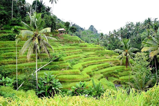 Bali Ayung River Rafting and Kintamani Mt. Batur Volcano View - Kintamani opens the big volcano view