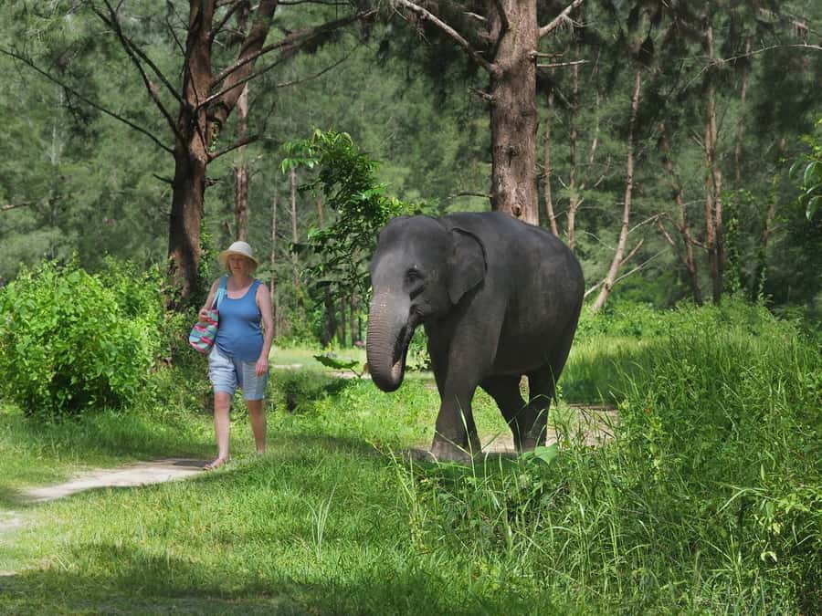 Bamboo Rafting, Waterfall, lunch, Elephant, and Turtle Tour - One day, five Khao Lak experiences