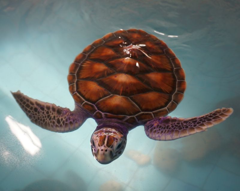 Bamboo Rafting, Waterfall, lunch, Elephant, and Turtle Tour - A Thai lunch with time to refuel