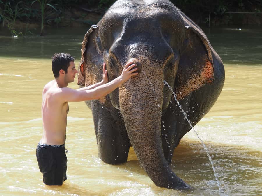 Bamboo Rafting, Waterfall, lunch, Elephant, and Turtle Tour - Meeting elephants at a no-riding camp