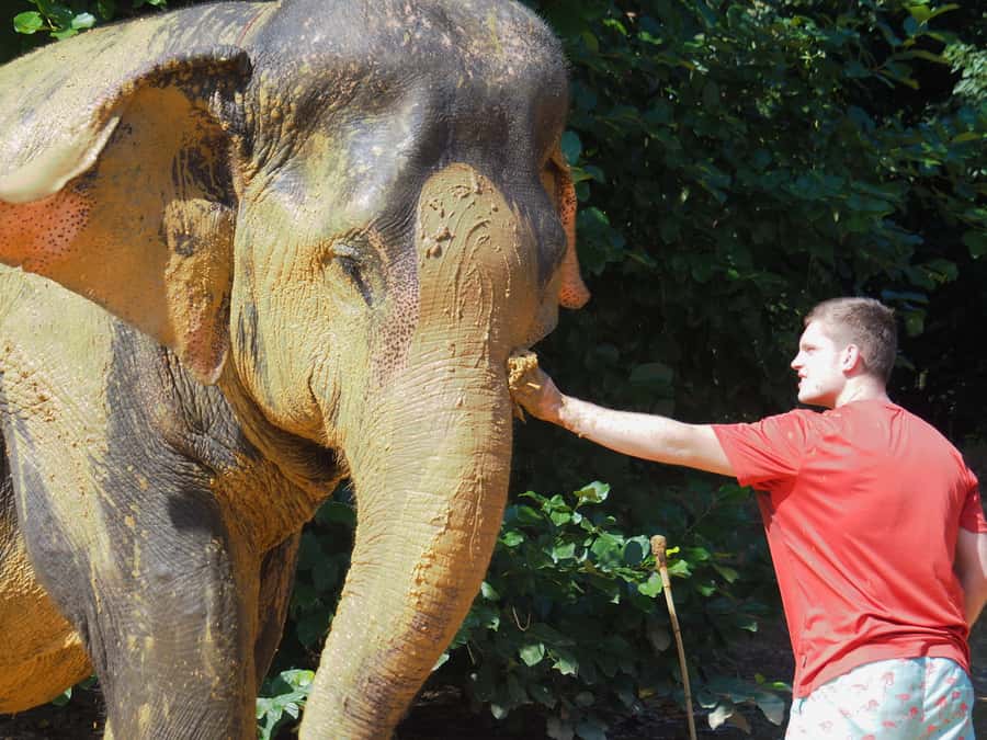 Bamboo Rafting, Waterfall, lunch, Elephant, and Turtle Tour - Who will enjoy this day most