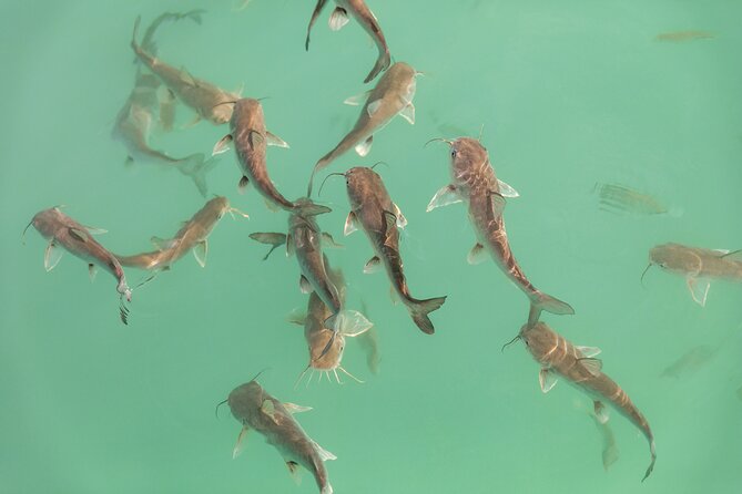 Beyond Bacalar: Pirate Route Exploration + River Float + Lunch - Birds, Bird Island, and the right month to visit