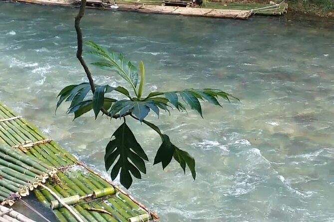 Bird Sanctuary and/or Lethe Bamboo Rafting from Montego Bay - Practical advice for a smoother visit