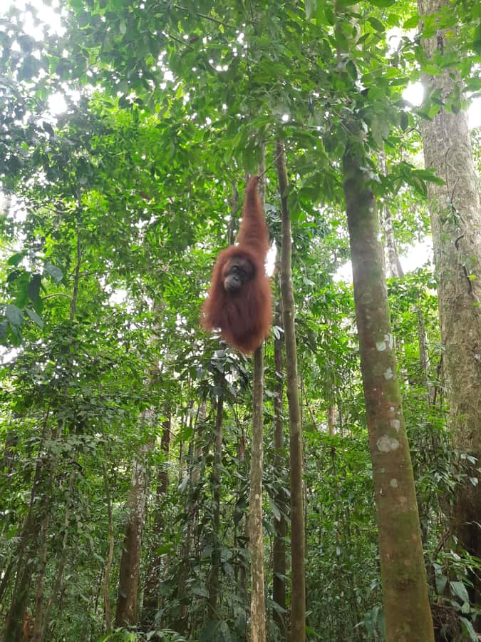 Bukit Lawang: Jungle Trekking and Rafting Day Trip - Key points to know before booking