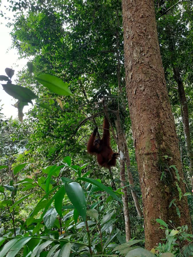 Bukit Lawang: Jungle Trekking and Rafting Day Trip - From Medan to Bukit Lawang: a long road to the forest