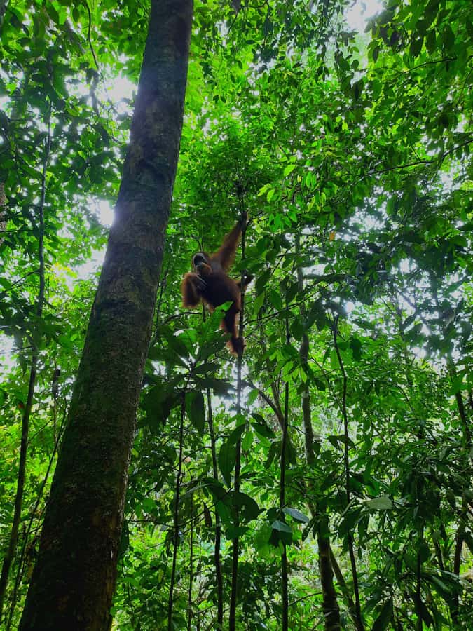 Bukit Lawang: Jungle Trekking and Rafting Day Trip - The Bahorok River and the inner-tube raft