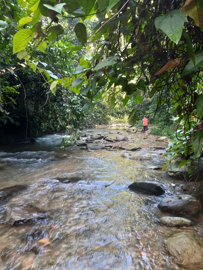 Bukit Lawang: Jungle Trekking and Rafting Day Trip - What the $172 price really covers