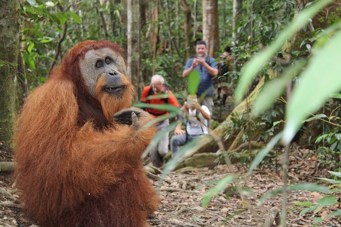 Bukit lawang tour 3days-2 night jungle trekking including rafting - What the three-day Bukit Lawang trek is really like