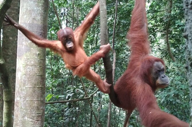 Bukit lawang tour 3days-2 night jungle trekking including rafting - Day two: the longest hike and best wildlife window