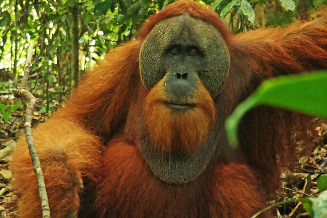 Bukit lawang tour 3days-2 night jungle trekking including rafting - Riverside camp, meals, and comfort