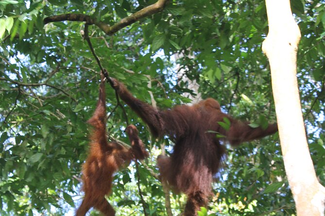 Bukit lawang tour 3days-2 night jungle trekking including rafting - Guides, group size, and the value of local help