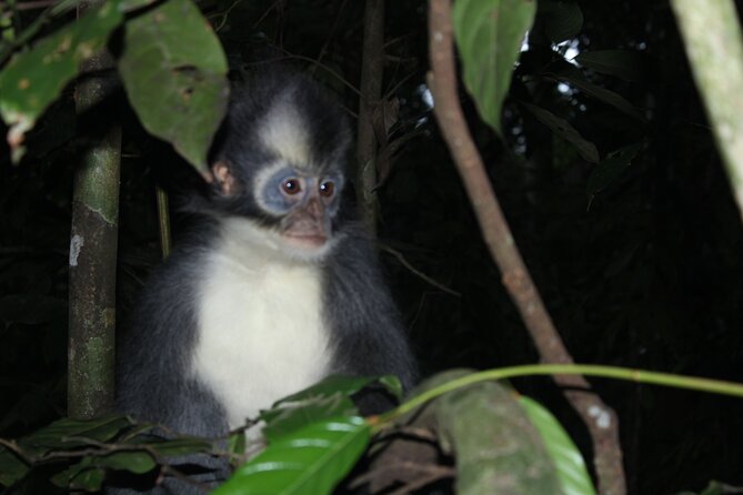 Bukit lawang tour 3days-2 night jungle trekking including rafting - Day one: five to six hours under the forest canopy