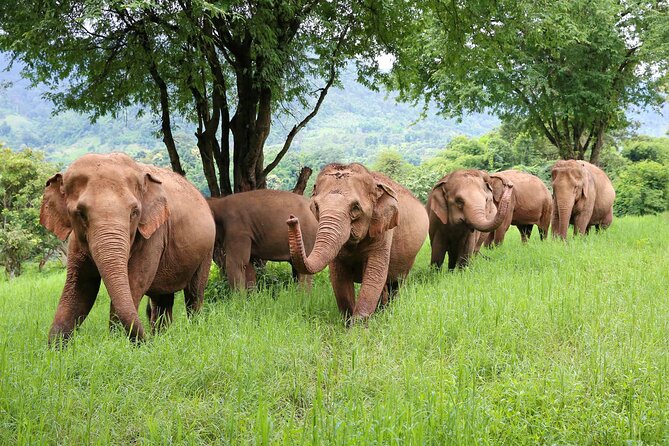 Chiang Mai ATV White Water Rafting and Elephant Sanctuary Full-Day Trip - ATV riding through rice fields and mountain roads