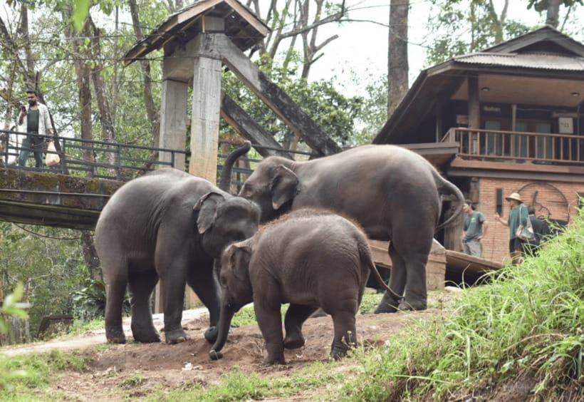 Chiang Mai: Bamboo Rafting with Hotel Transfers - Is $46 a fair price?