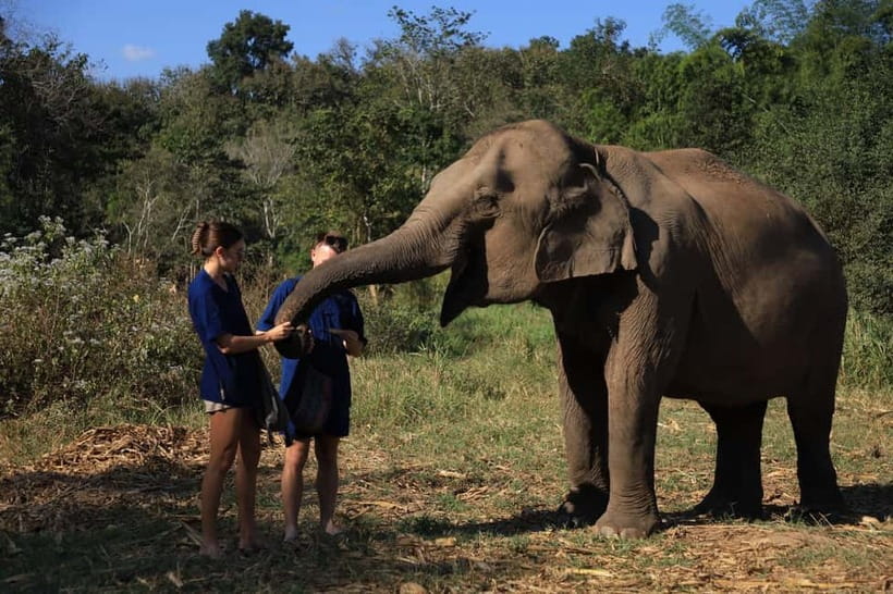 Chiang Mai: Elephant Sanctuary Bamboo Raft & Padthai Cooking - Why this Chiang Mai elephant day feels different