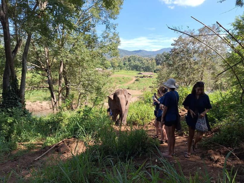 Chiang Mai: Elephant Sanctuary Bamboo Raft & Padthai Cooking - Who should book, and who should skip it
