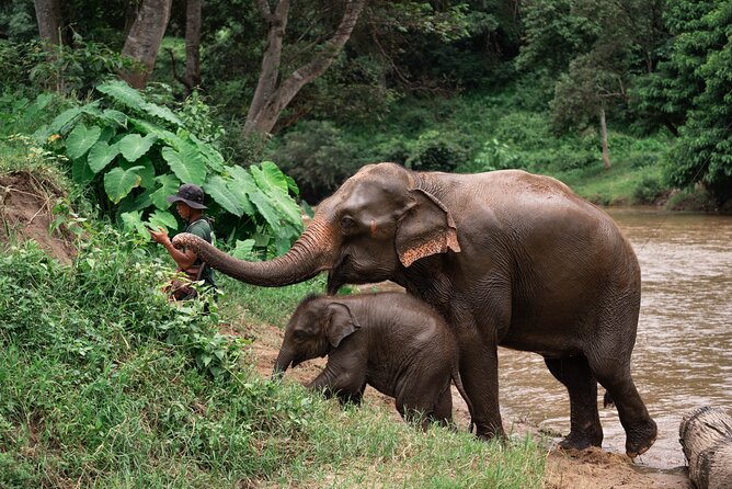 Chiang Mai Elephant Sanctuary, Bamboo Rafting and Waterfall Tour - Key things to know before booking