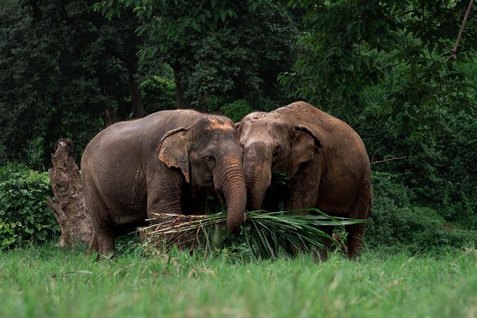 Chiang Mai Elephant Sanctuary, Bamboo Rafting and Waterfall Tour - Three Chiang Mai outings in one long day