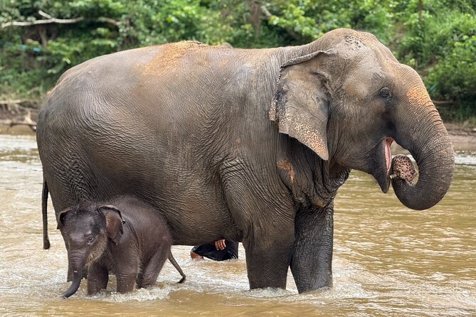 Chiang Mai Elephant Sanctuary, Bamboo Rafting and Waterfall Tour - Guides can shape the whole day