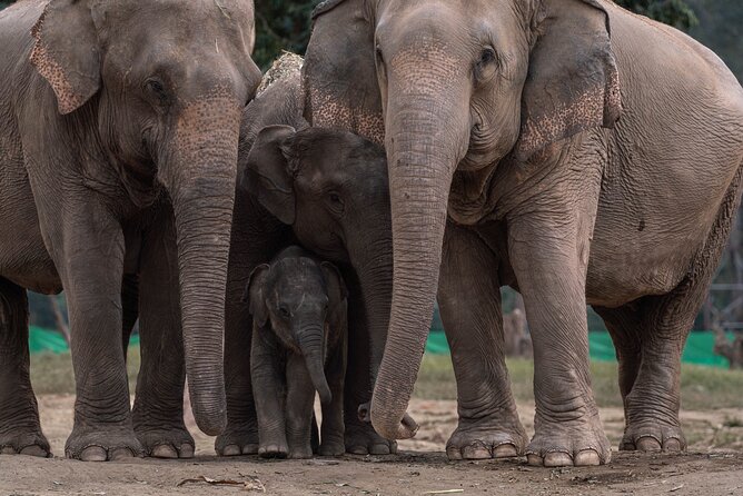 Chiang Mai Elephant Sanctuary, Bamboo Rafting and Waterfall Tour - What the $58.70 price really covers