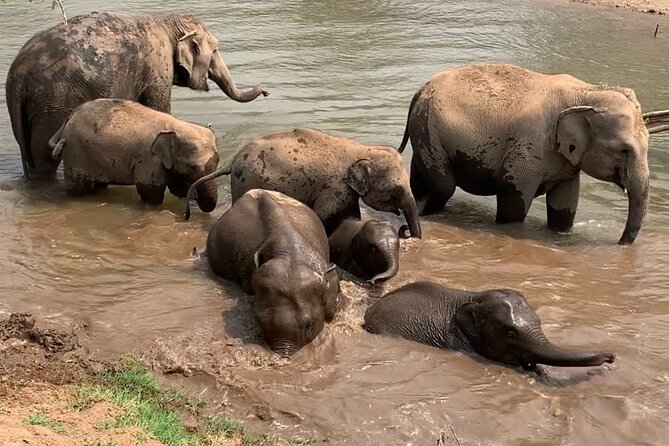 Chiang Mai Elephant Sanctuary, Bamboo Rafting and Waterfall Tour - Who will enjoy this tour most