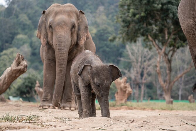 Chiang Mai Elephant Sanctuary, Bamboo Rafting and Waterfall Tour - Timing, food, and simple preparation
