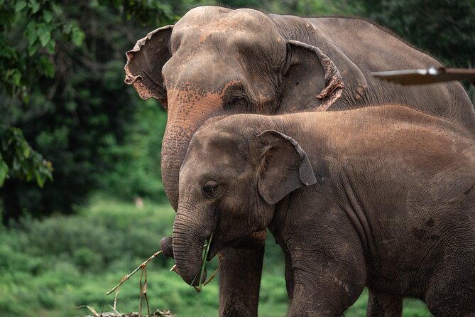 Chiang Mai Elephant Sanctuary, Bamboo Rafting and Waterfall Tour - New Elephant Home: learning before getting close