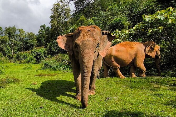 Chiang Mai Elephant Sanctuary Observation and Bamboo Rafting - A full nature day beyond Chiang Mai