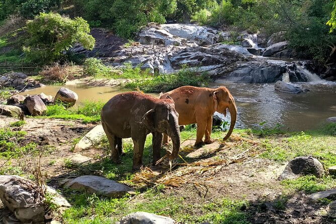 Chiang Mai Elephant Sanctuary Observation and Bamboo Rafting - Who should book this day?