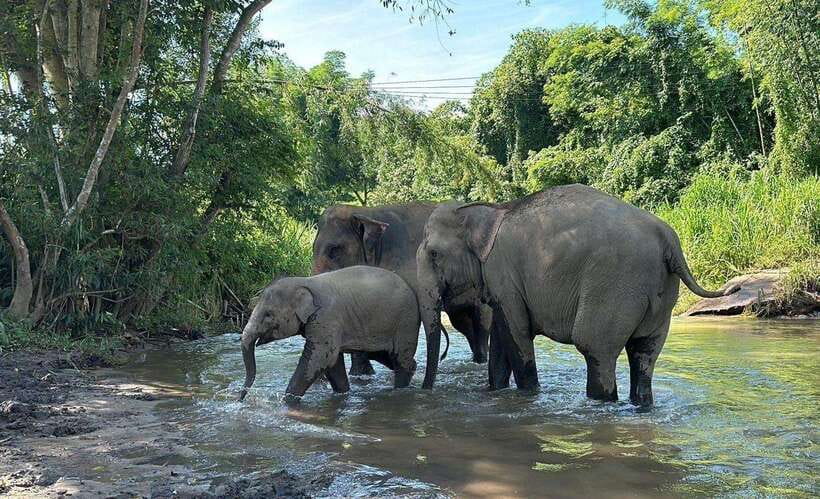 Chiang Mai: Elephant Sanctuary, Waterfall & Bamboo Rafting - Is $60 good value for a nine-hour day?