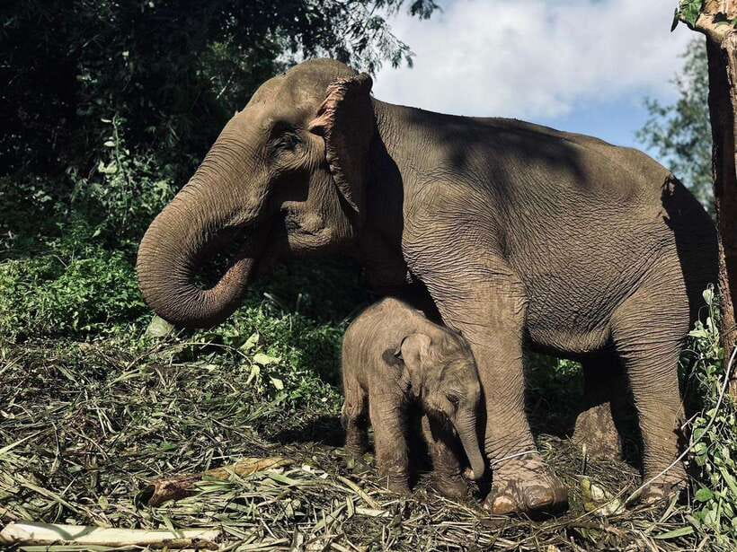 Chiang Mai: Elephant Sanctuary, Waterfall & Bamboo Rafting - Mae Wang Waterfalls for an early swim