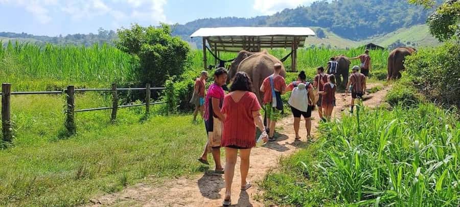 Chiang Mai Elephant Village Life: Long Neck & Bamboo Rafting - A village day built around elephant care