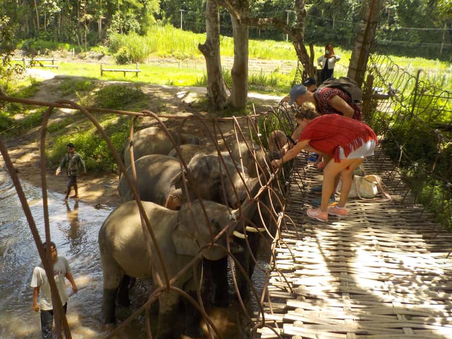 Chiang Mai Elephant Village Life: Long Neck & Bamboo Rafting - Bamboo rafting through the final 45 minutes