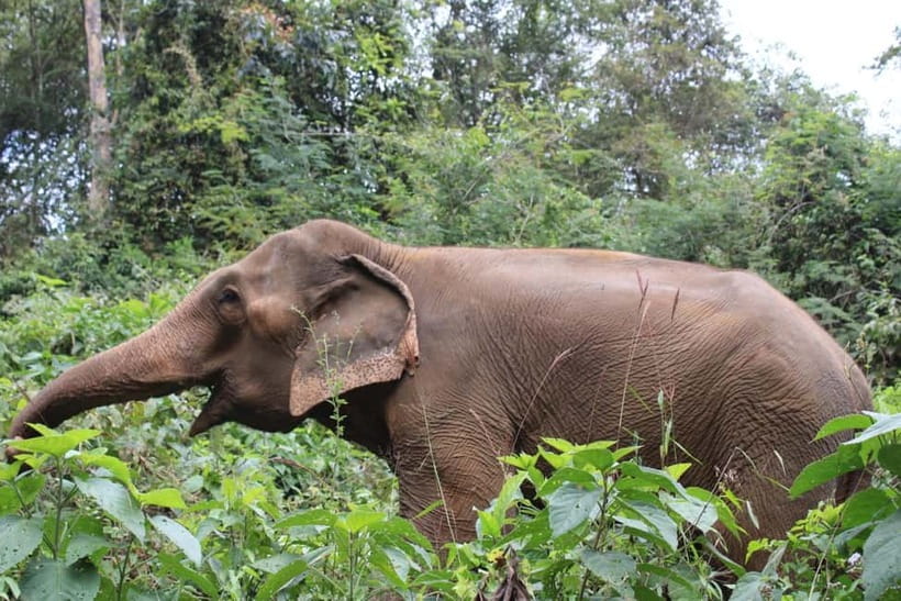 Chiang Mai: Elephants, Waterfall, and White Water Rafting - Trekking to the 20 m waterfall