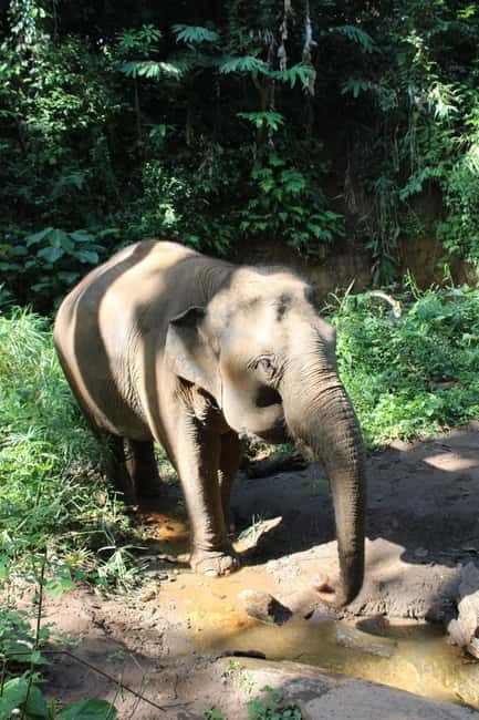 Chiang Mai: Elephants, Waterfall, and White Water Rafting - Rafting 5 km on the Mae Taeng River