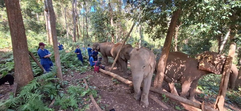Chiang Mai: Elephants, Waterfall, and White Water Rafting - Who should book this Chiang Mai day trip