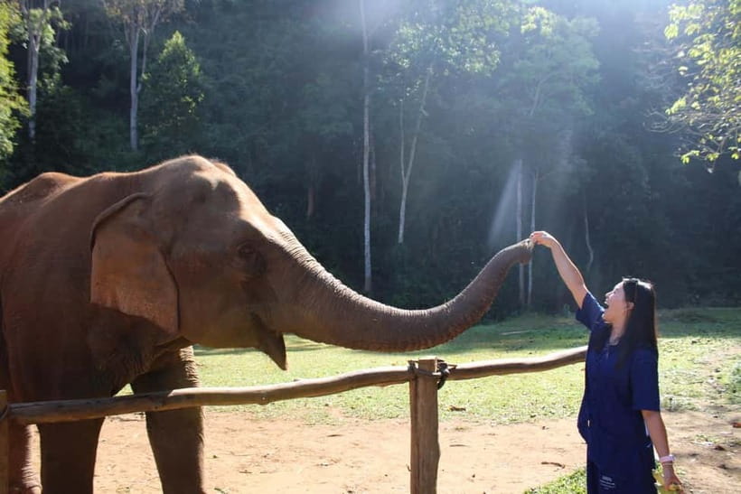 Chiang Mai: Elephants, Waterfall, and White Water Rafting - Meeting rescued elephants in their forest home