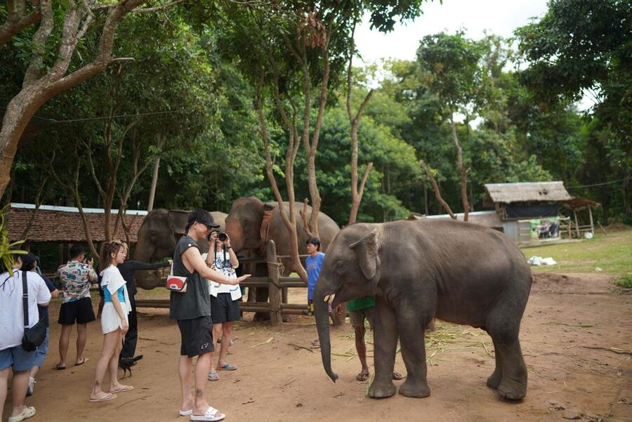 Chiang Mai: National Elephant Care, Rafting, & Ziplines Trip - Key points at a glance