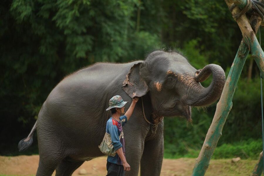 Chiang Mai: National Elephant Care, Rafting, & Ziplines Trip - Who will enjoy this Chiang Mai day most